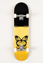 x Begoni Single Butterfly black-orange Vorderansicht