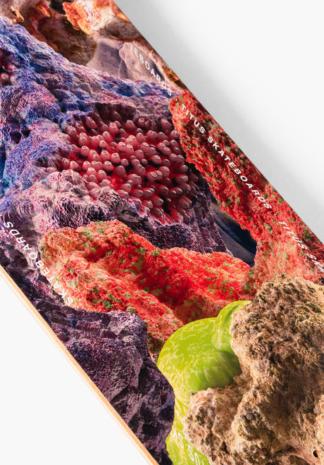 Annual multicolored Oberansicht