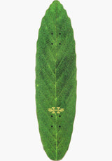 Leafline Cruiser green Rückenansicht